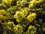 20090509 Yellow Gorse Flowering